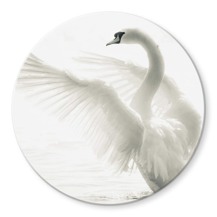 Glasbild Majestätischer Schwan - rund - WA125128