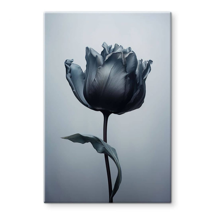 Glasbild Samtige Tulpe in Schwarz - Paksoylu - WA424776
