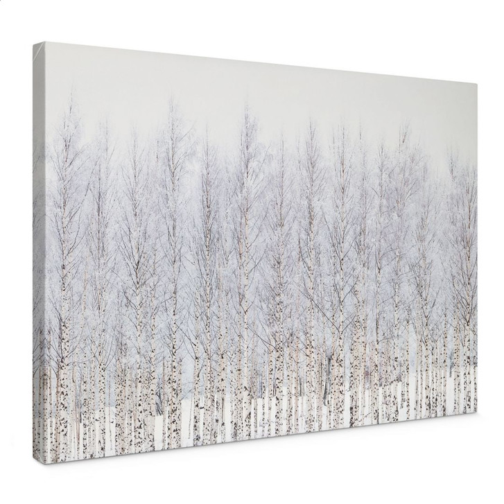 Leinwandbild Birkenwald im Winter - EMELIEmaria - WA496457