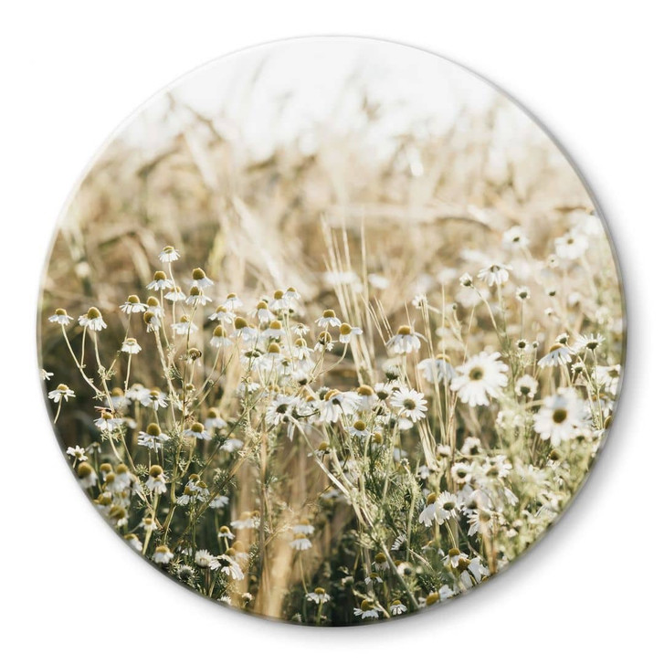 Glasbild Sommerwiese mit Kamille - Annie - Rund - WA471709