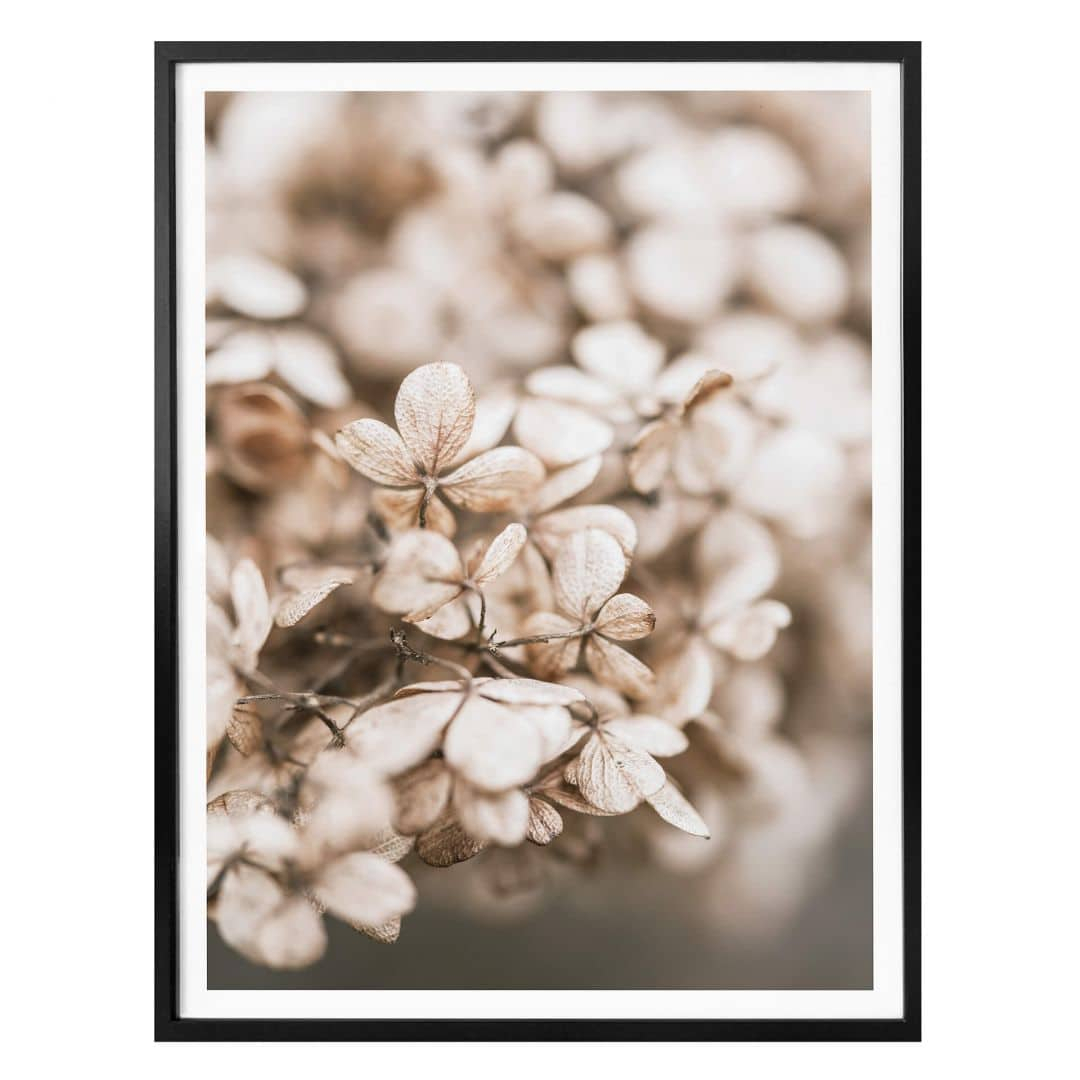 Poster Annie - Samtblüten