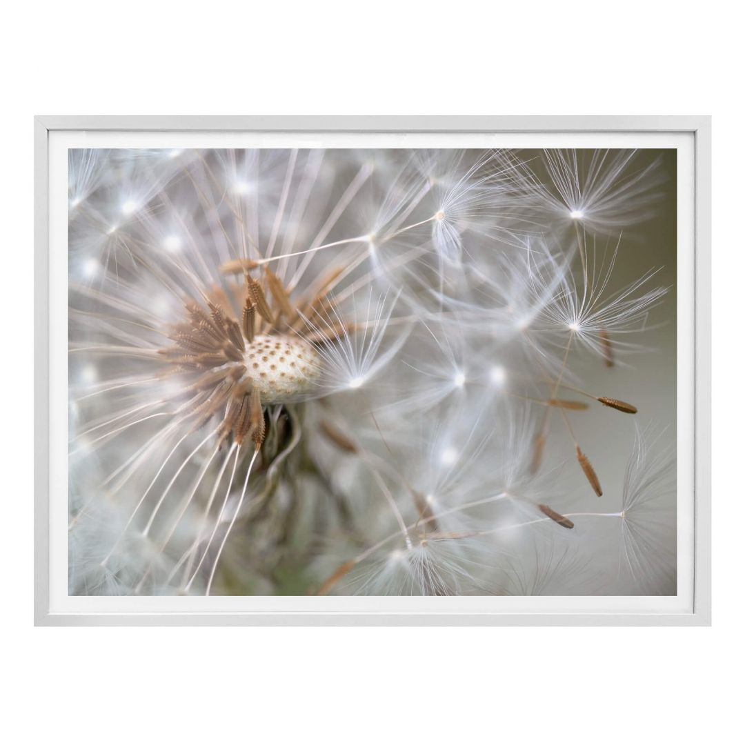 Poster Delgado - Pusteblume im Flug