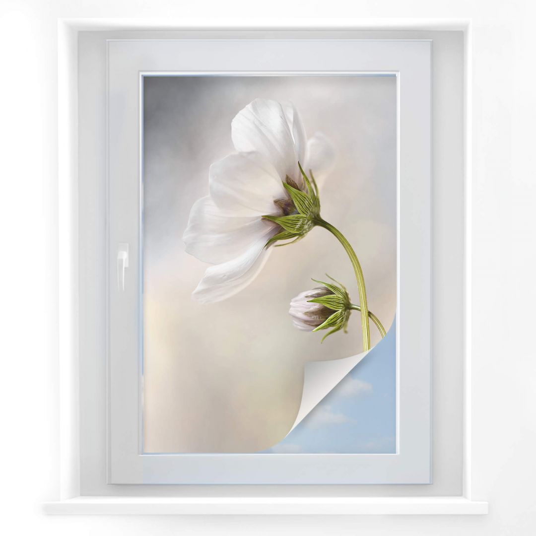 Sichtschutzfolie Disher - Cosmos