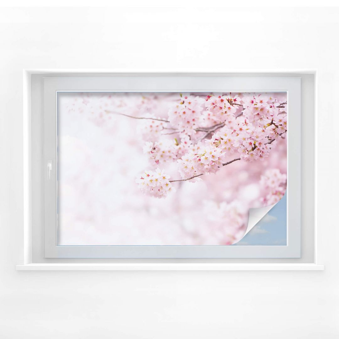 Sichtschutzfolie Zarte Kirschblüten wie Beispielbild -  60 x 40 cm