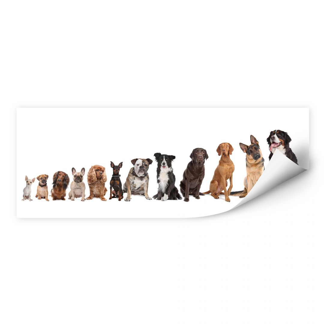 Wallprint 48 Pfoten - Panorama